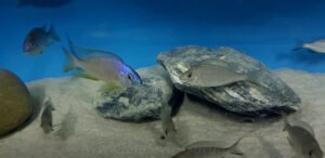 Placidochromis sp. 'electra blackfin'