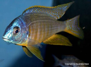 Placidochromis sp. 'electra blackfin' Makonde