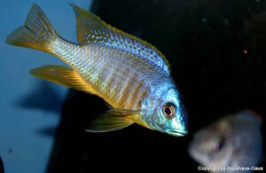 Placidochromis sp. 'electra blackfin' Makonde