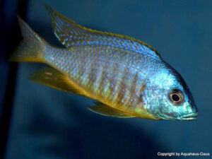 Placidochromis sp. 'electra blackfin' Makonde
