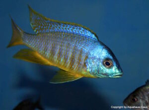 Placidochromis sp. 'electra blackfin' Makonde