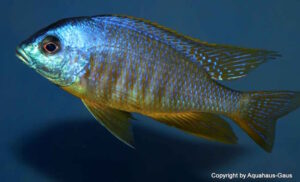 Placidochromis sp. 'electra blackfin'
