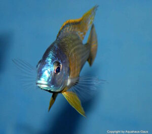 Placidochromis sp. 'electra blackfin' Makonde