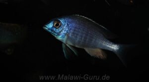 Placidochromis sp. 'electra blue' Hongi Island