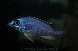 Placidochromis sp. 'electra blue' Hongi Island