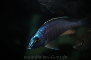 Placidochromis sp. 'electra blue' Hongi Island