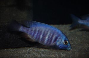 Placidochromis sp. 'electra blue'