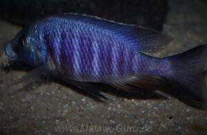 Placidochromis sp. 'electra blue' Lundo Island