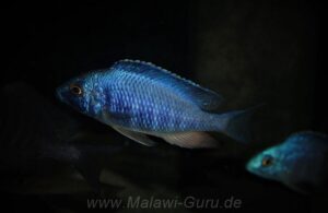 Placidochromis sp. 'electra blue'