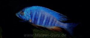 Placidochromis sp. 'electra blue' Arten