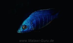 Placidochromis sp. 'electra blue' Lundo Island