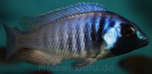 Placidochromis sp. 'electra blue' Mbamba Bay