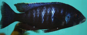 Placidochromis sp. 'electra blue' Mbamba Bay