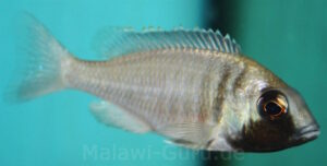 Placidochromis sp. 'electra blue' Mbamba Bay