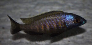 Placidochromis sp. 'mbamba'