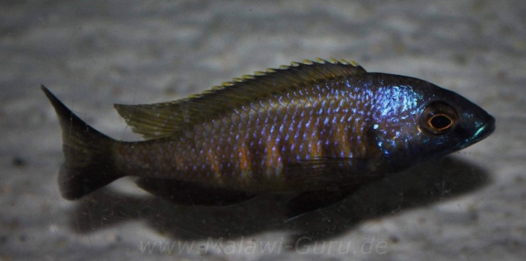 Placidochromis sp. 'mbamba' Mandalawi Reef'mbamba' Mandalawi Reef Placidochromis sp. 'mbamba'