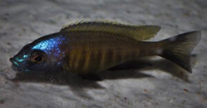 Placidochromis sp. 'mbamba' Mandalawi Reef'mbamba' Mandalawi Reef Placidochromis sp. 'mbamba' Mandalawi Reef