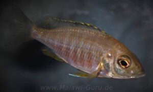 Placidochromis sp. 'mbamba' Mandalawi Reef'mbamba' Mandalawi Reef Placidochromis sp. 'mbamba' Mandalawi Reef