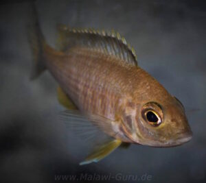 Placidochromis sp. 'mbamba' Mandalawi Reef'mbamba' Mandalawi Reef Placidochromis sp. 'mbamba'