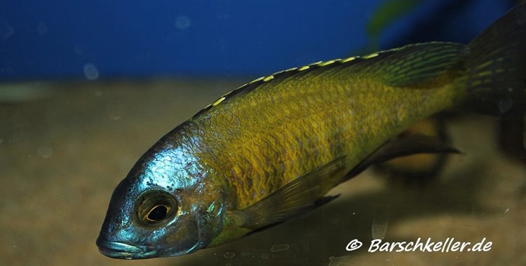 Placidochromis sp. 'mbamba' Mandalawi Reef'mbamba' Mandalawi Reef Placidochromis sp. 'mbamba'