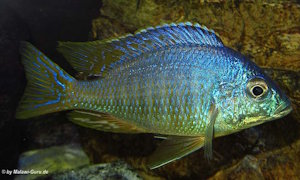 Placidochromis sp. 'jalo'
