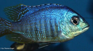 Placidochromis sp. 'jalo' Jalo Reef