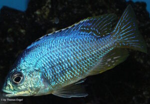 Placidochromis sp. 'jalo' Jalo Reef