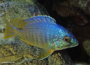 Placidochromis sp. 'jalo'