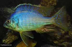Placidochromis sp. 'jalo' Jalo Reef