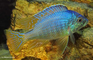 Placidochromis sp. 'jalo'