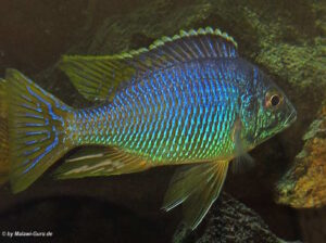 Placidochromis sp. 'jalo' Jalo Reef