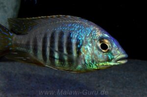 Placidochromis sp. 'jalo' Jalo Reef