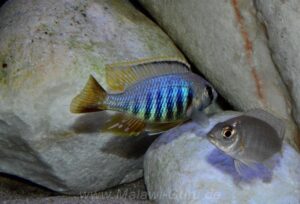 Placidochromis sp. 'jalo' Jalo Reef