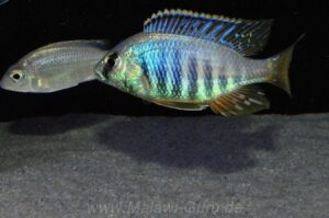 Placidochromis sp. 'jalo' Jalo Reef