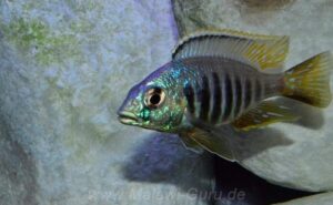 Placidochromis sp. 'jalo' Jalo Reef