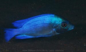 Placidochromis sp. 'phenochilus gissel' Border