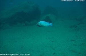 Placidochromis sp. 'phenochilus gissel'