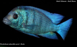 Placidochromis sp. 'phenochilus gissel'