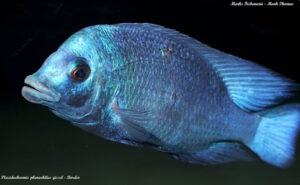Placidochromis sp. 'phenochilus gissel' Border