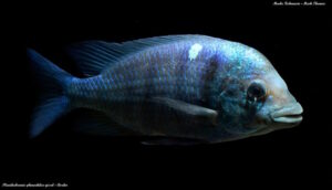 Placidochromis sp. 'phenochilus gissel' Border