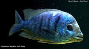 Placidochromis sp. 'phenochilus gissel' Border