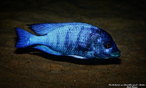 Placidochromis sp. 'phenochilus gissel'