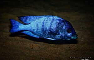 Placidochromis sp. 'phenochilus gissel'