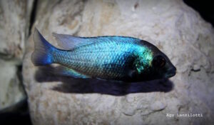 Placidochromis sp. 'phenochilus gissel' Border-Galerie Placidochromis sp. 'phenochilus gissel' Border