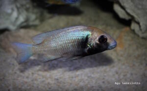 Placidochromis sp. 'phenochilus gissel' Border