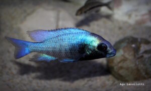 Placidochromis sp. 'phenochilus gissel' Border