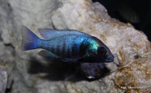 Placidochromis sp. 'phenochilus gissel'