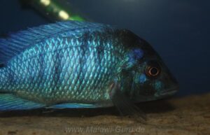 Placidochromis sp. 'phenochilus gissel' Chiofu Bay