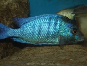 Placidochromis sp. 'phenochilus gissel' Chiofu Bay-Galerie Placidochromis sp. 'phenochilus gissel' Chiofu Bay
