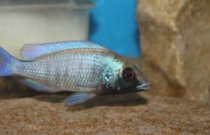 Placidochromis sp. 'phenochilus gissel' Chiofu Bay